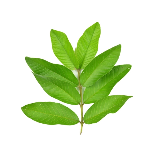 Guava-leaf