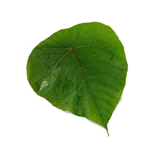 Helapa-leaf