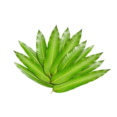 Mango-leaf